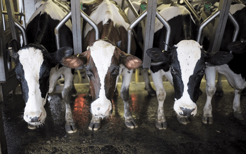 North America’s first dairy-tech accelerator set to open in Longueuil